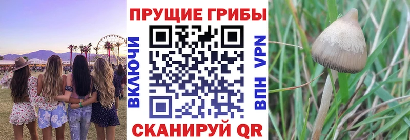 Псилоцибиновые грибы Magic Shrooms  мега ONION  Новомичуринск 